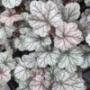 Heuchera 'Smoke And Mirrors' Coral Bells 2 Heuchera 'Smoke And Mirrors' Coral Bells -Rare Roots Heuchera smoke and mirrors coral bells