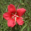 Hardy Hibiscus Coccineus Texas Star 1 Hardy Hibiscus Coccineus Texas Star -Rare Roots Hibiscus coccineus texas star flower