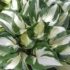 Hosta 'Fire And Ice' Plantain Lily -Rare Roots Host Fire and ice