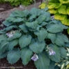 Hosta 'Diamond Lake' Plantain Lily -Rare Roots Hosta Diamond Lake