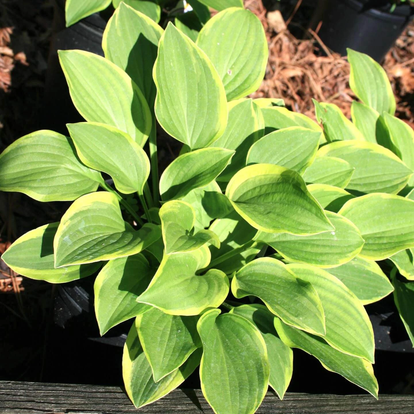 Hosta 'Golden Tiara' Plantain Lily 3 Hosta 'Golden Tiara' Plantain Lily