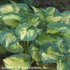 Hosta 'Great Expectations' Plantain Lily -Rare Roots Hosta Great Expectations