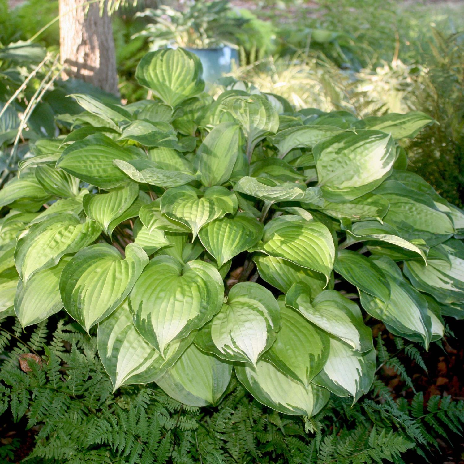 Hosta 'Island Breeze' Plantain Lily 3 Hosta 'Island Breeze' Plantain Lily