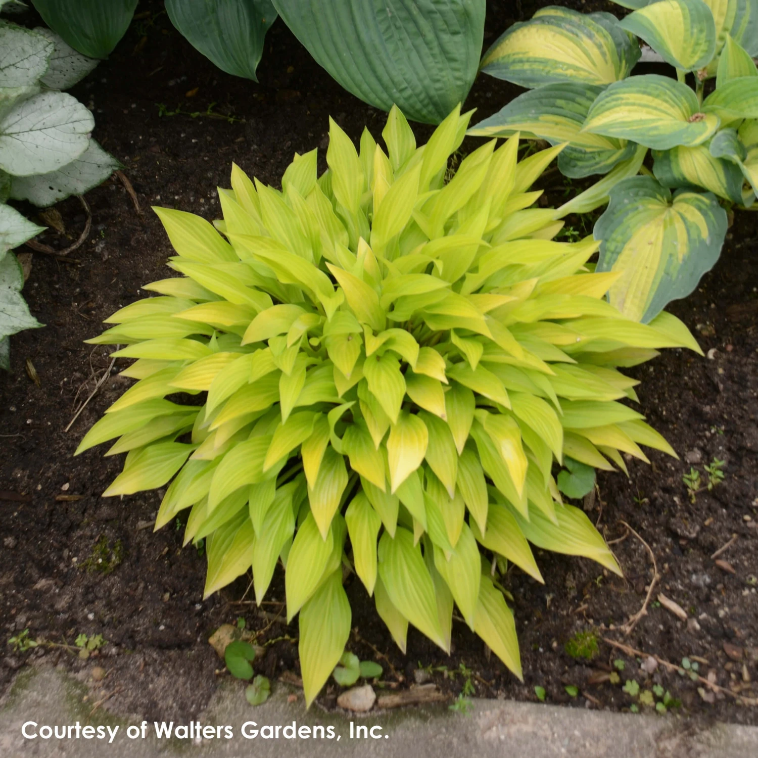 Hosta 'Munchkin Fire' Plantain Lily 5 Hosta 'Munchkin Fire' Plantain Lily - Image 3