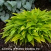 Hosta 'Munchkin Fire' Plantain Lily 1 Hosta 'Munchkin Fire' Plantain Lily -Rare Roots Hosta Munchkin Fire WALTERS2