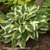 Hosta 'Patriot' Plantain Lily 1 Hosta 'Patriot' Plantain Lily -Rare Roots Hosta PATRIOTWALTERS2