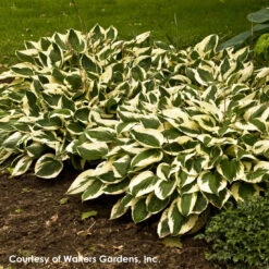 Hosta 'Patriot' Plantain Lily -Rare Roots Hosta Patriot WALTERS1