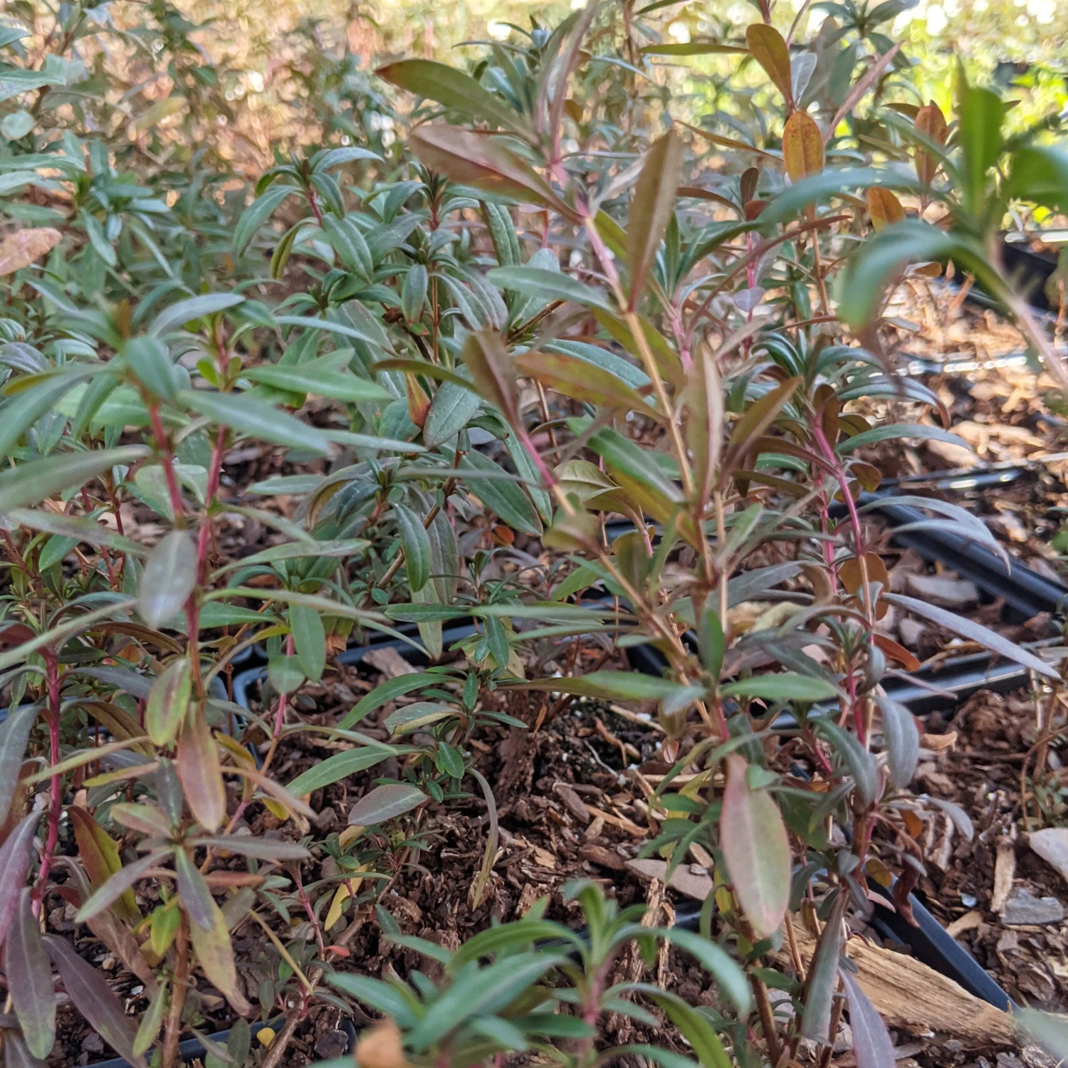 Hypericum Prolificum St. John's Wort 4 Hypericum Prolificum St. John's Wort - Image 2