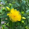 Hypericum Prolificum St. John's Wort -Rare Roots Hypericumprolificum Wikimedia