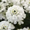 Iberis Sempervirens 'Snowsation' Candytuft 2 Iberis Sempervirens 'Snowsation' Candytuft -Rare Roots IBERIS SNOWSATION 2