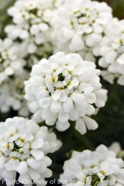 Iberis Sempervirens 'Snowsation' Candytuft