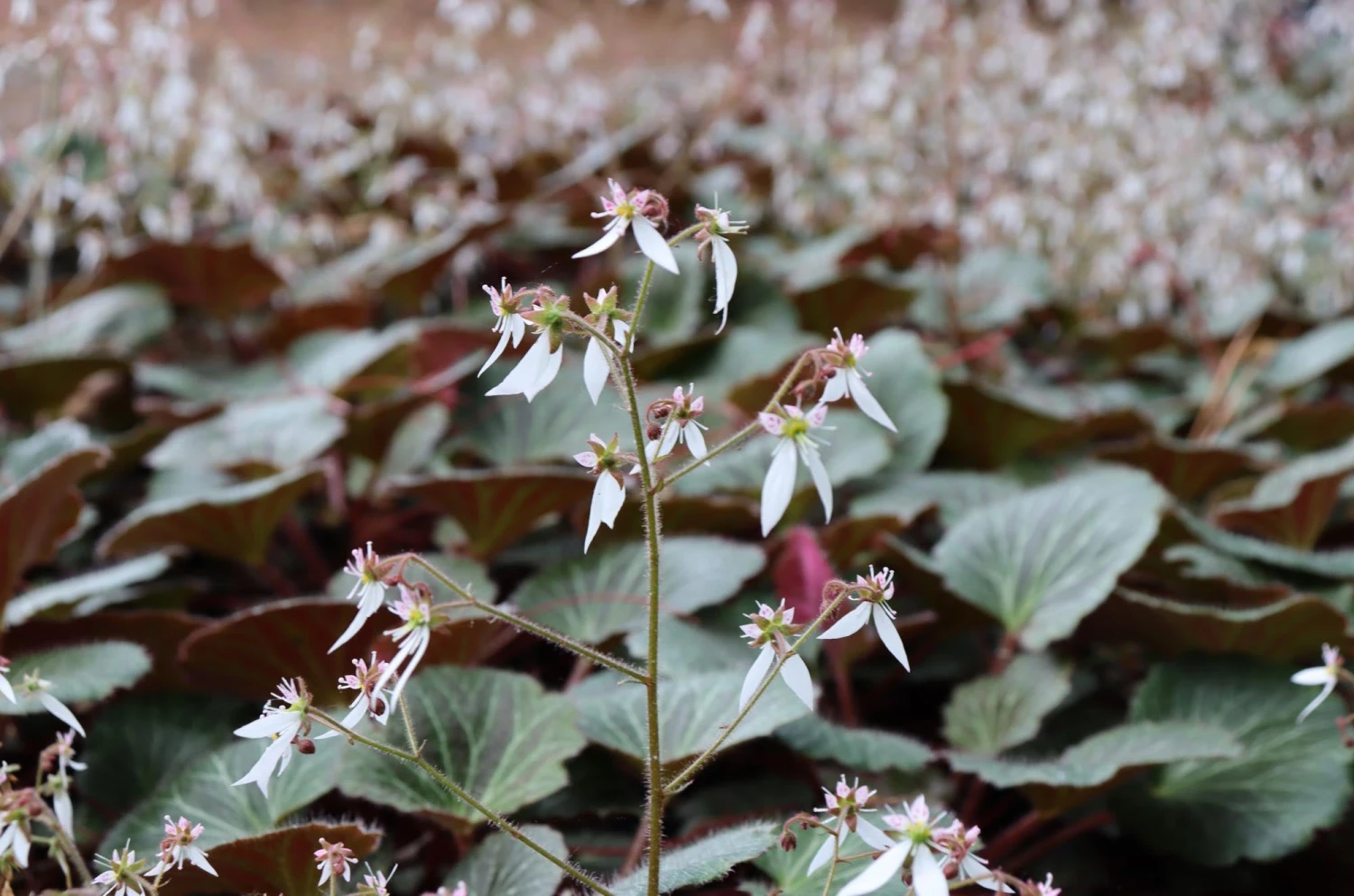 Saxifraga Stolonifera 'Hope's Wine' Strawberry Geranium 5 Saxifraga Stolonifera 'Hope's Wine' Strawberry Geranium - Image 3
