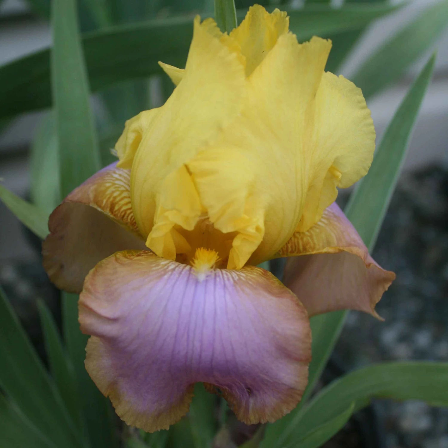 Iris Germanica 'Sunset Sky' Bearded Iris 3 Iris Germanica 'Sunset Sky' Bearded Iris