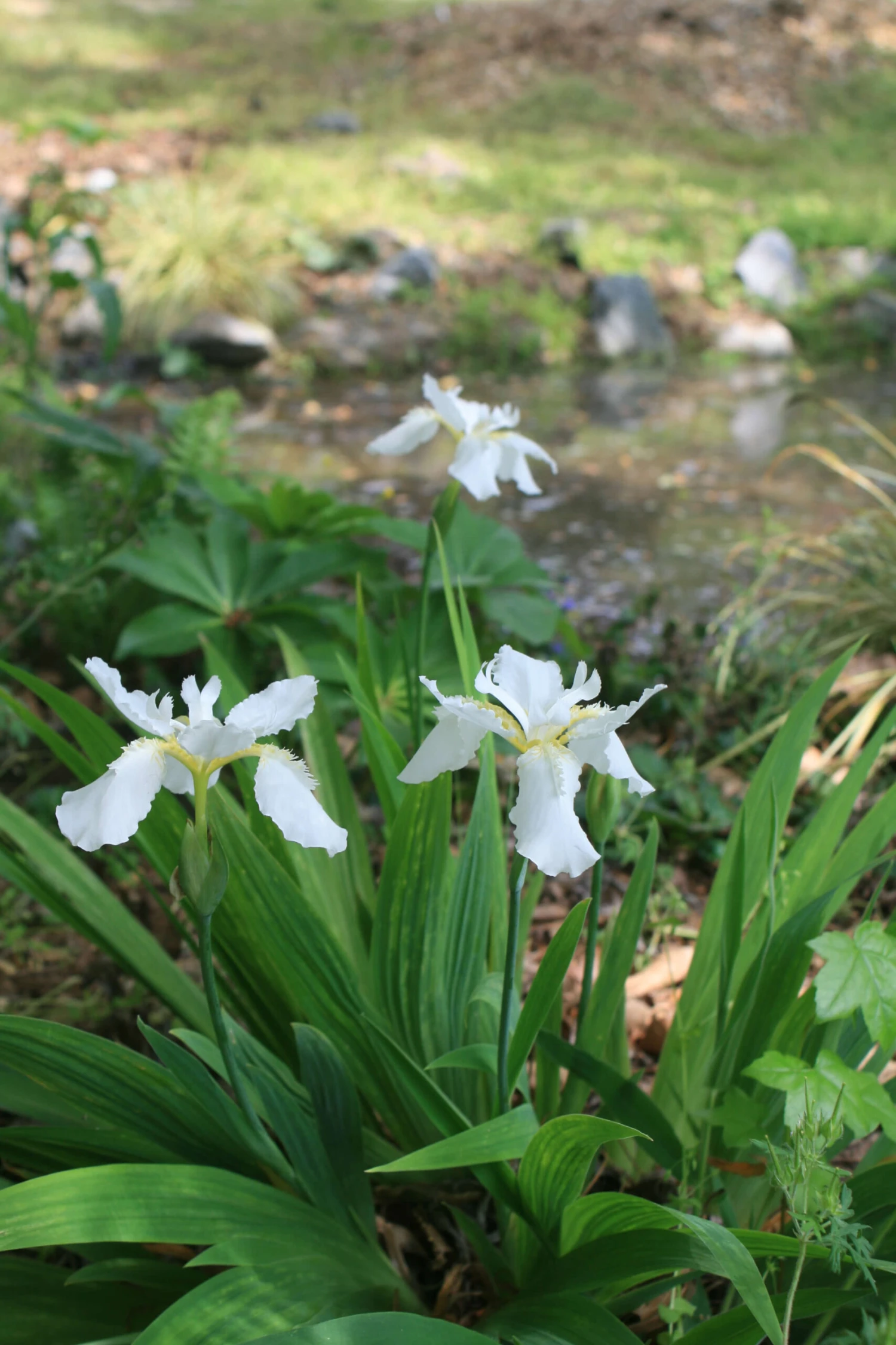 Iris Tectorum 'Alba' Japanese Roof Iris 3 Iris Tectorum 'Alba' Japanese Roof Iris