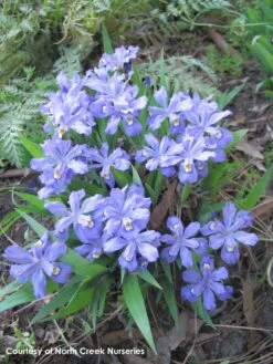 Iris Cristata Crested Iris 9 Iris Cristata Crested Iris -Rare Roots IRS cristata