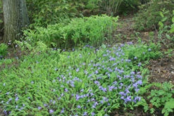 Iris Cristata Crested Iris 8 Iris Cristata Crested Iris -Rare Roots IRS cristata and Solomon seal in bloom EZ
