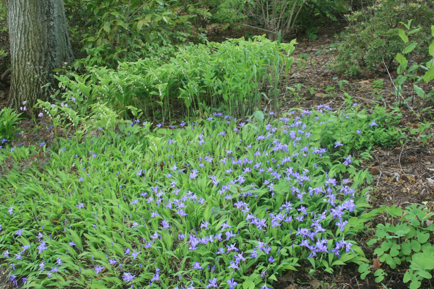Iris Cristata Crested Iris 5 Iris Cristata Crested Iris - Image 3