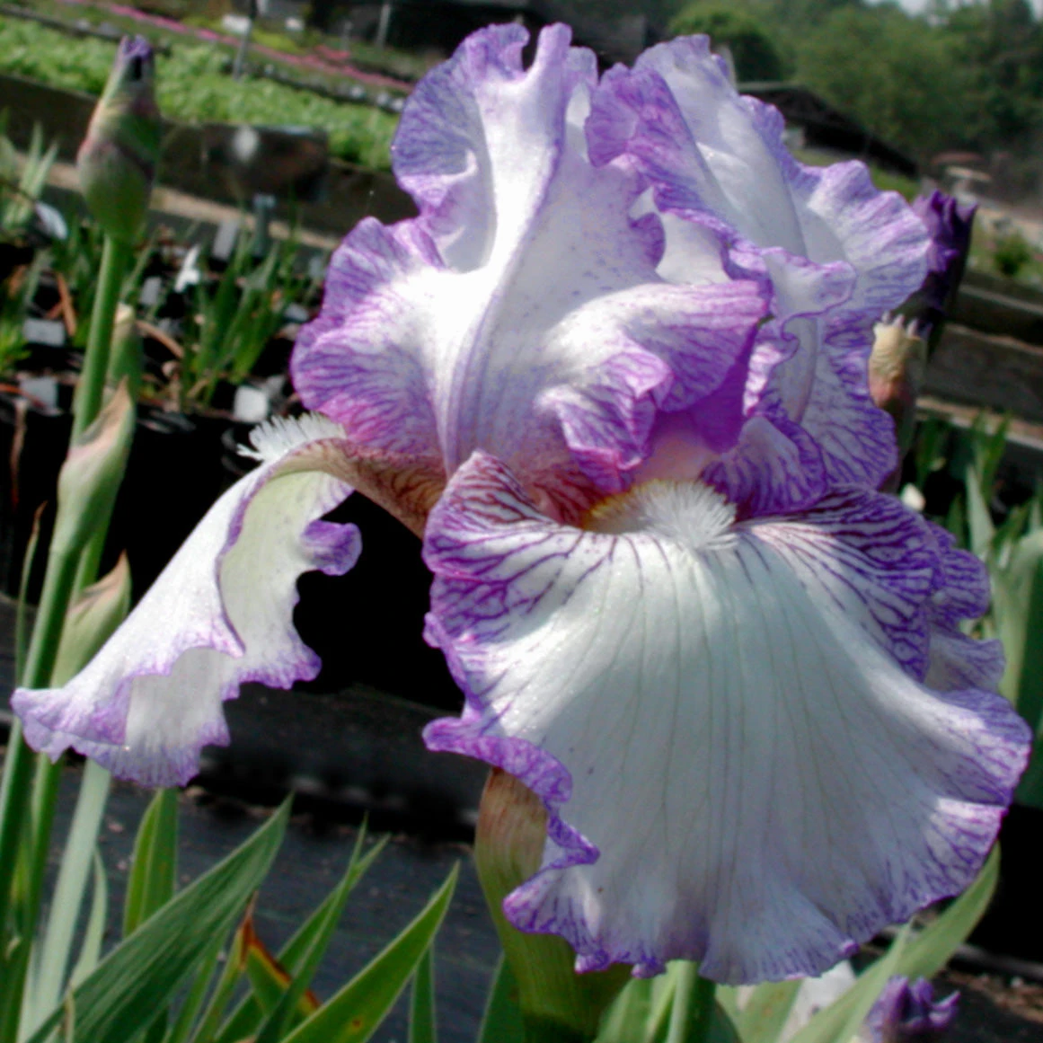 Iris Germanica 'Earl Of Essex' Bearded Iris 3 Iris Germanica 'Earl Of Essex' Bearded Iris