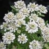 Iberis Sempervirens 'Tahoe' Candytuft -Rare Roots Iberis sempervirens tahoe candy tuft
