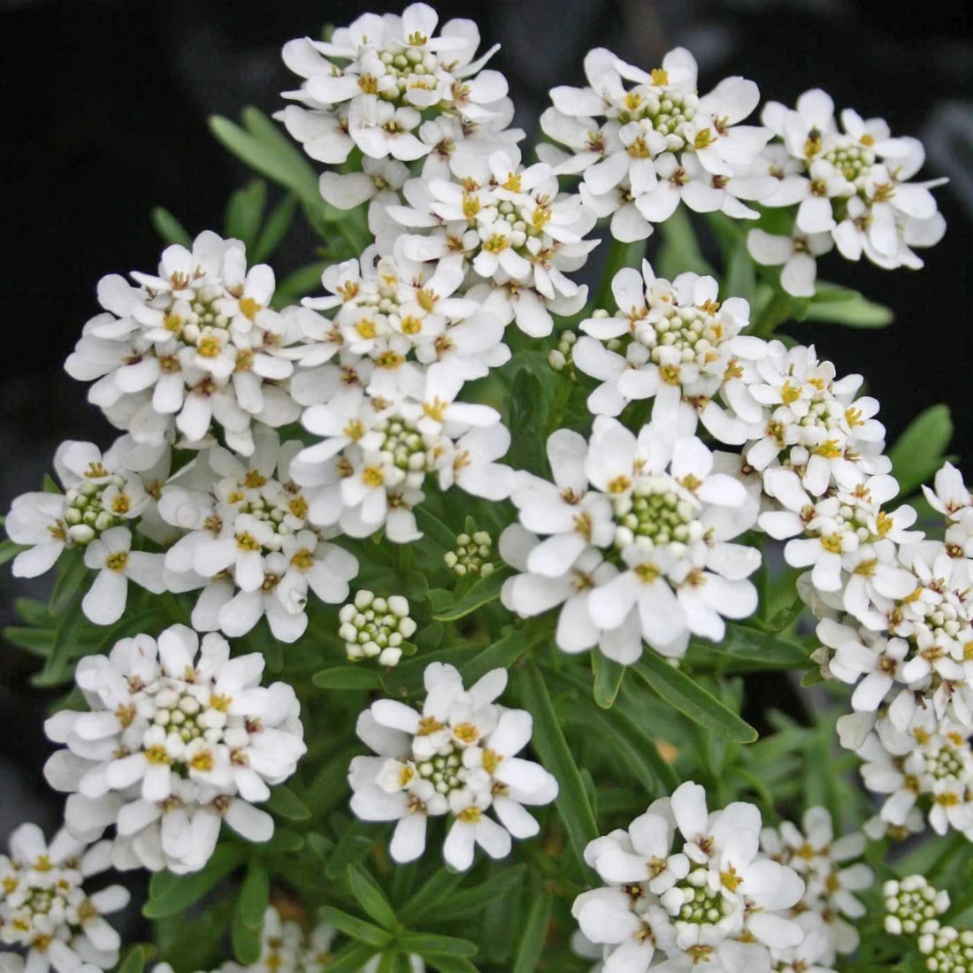 Iberis Sempervirens 'Tahoe' Candytuft 3 Iberis Sempervirens 'Tahoe' Candytuft