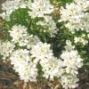 Iberis Sempervirens 'Snowflake' Candytuft 2 Iberis Sempervirens 'Snowflake' Candytuft -Rare Roots IberisSNOWFLAKE