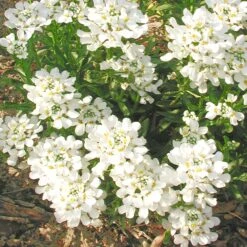 Iberis Sempervirens 'Snowflake' Candytuft