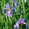 Iris Versicolor Northern Blue Flag -Rare Roots Iris versicolor Northern Blue Flag
