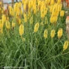 Kniphofia Uvaria 'Gold Rush' Red Hot Poker -Rare Roots Kniphofia Goldrush