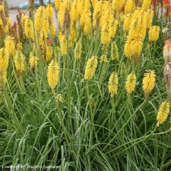 Kniphofia Uvaria 'Gold Rush' Red Hot Poker