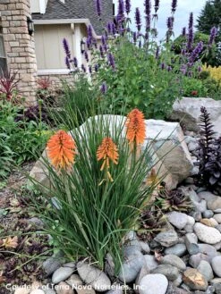 Kniphofia 'Poco Orange' Red Hot Poker -Rare Roots Kniphofia Poco Orange 8