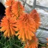Kniphofia 'Poco Orange' Red Hot Poker 2 Kniphofia 'Poco Orange' Red Hot Poker -Rare Roots Kniphofia Poco Orange 9