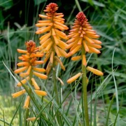 Kniphofia 'Poco Orange' Red Hot Poker -Rare Roots Kniphofia Poco Orange Red Hot Poker