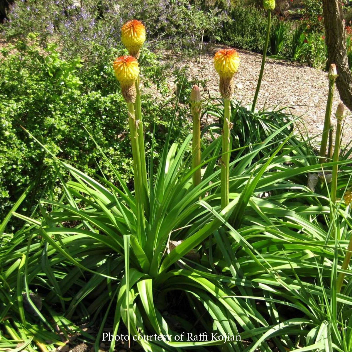 Kniphofia Rooperi Rooper's Red-Hot Poker 3 Kniphofia Rooperi Rooper's Red-Hot Poker