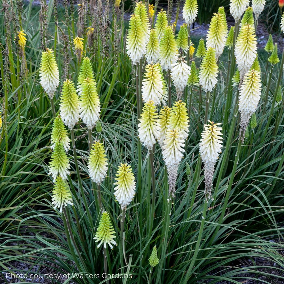 Kniphofia 'Lady Luck' Red Hot Poker 4 Kniphofia 'Lady Luck' Red Hot Poker - Image 2