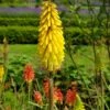 Kniphofia 'Lemon Popsicle' Red Hot Poker -Rare Roots KniphofiaLemonPopsicle