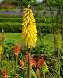 Kniphofia 'Lemon Popsicle' Red Hot Poker