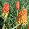 Kniphofia 'Border Ballet' Red Hot Poker 1 Kniphofia 'Border Ballet' Red Hot Poker -Rare Roots Kniphofia Border Ballet EZ