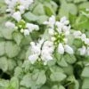 Lamium 'White Nancy' Spotted Dead Nettle 1 Lamium 'White Nancy' Spotted Dead Nettle -Rare Roots LMM White nancy2 EZ