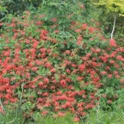 Lonicera 'Major Wheeler' Honeysuckle