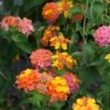 Lantana Camara 'Miss Huff' -Rare Roots LNT Miss Huff EZ