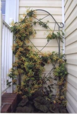 Lonicera Sempervirens 'John Clayton' Honeysuckle