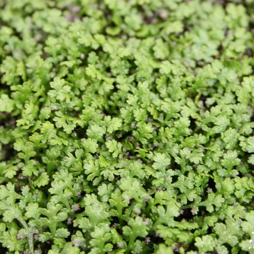 Leptinella Gruveri Miniature Brass Buttons 3 Leptinella Gruveri Miniature Brass Buttons