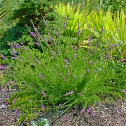 Liatris Microcephala Dwarf Blazing Star 7 Liatris Microcephala Dwarf Blazing Star -Rare Roots LTR microcephala EZ
