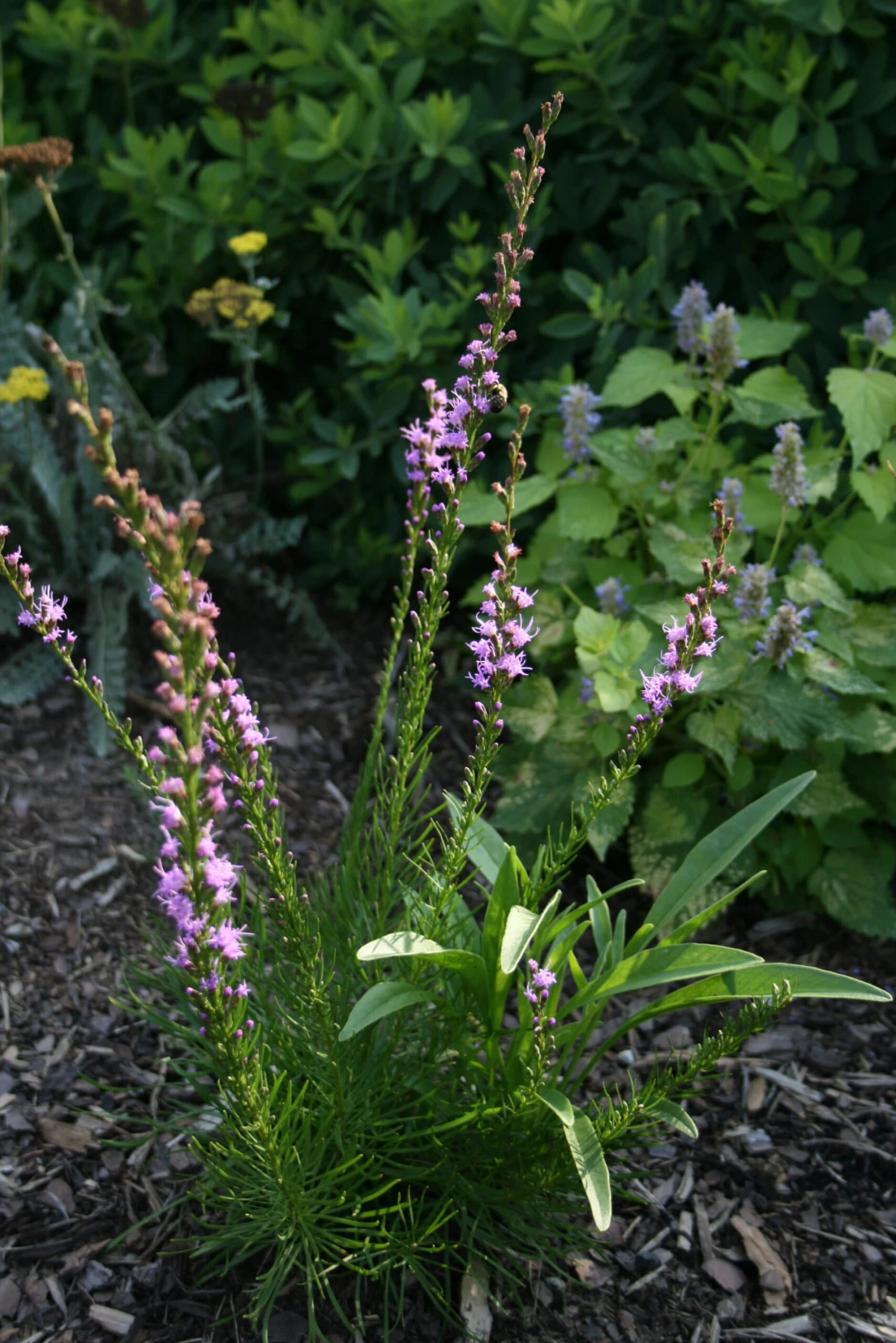 Liatris Microcephala Dwarf Blazing Star 4 Liatris Microcephala Dwarf Blazing Star - Image 2