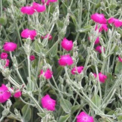 Lychnis Coronaria Rose Campion