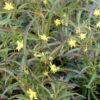 Lysimachia Lanceolata Var Purpurea Lance-Leaf Loosestrife -Rare Roots LYS LANCPUPUREA EZ