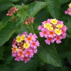 Lantana Camara 'Ham & Eggs' -Rare Roots Lantana Ham and Eggs