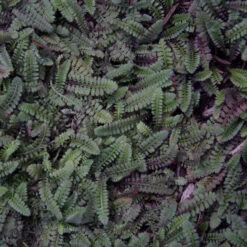 Leptinella 'Platt's Black' Brass Buttons