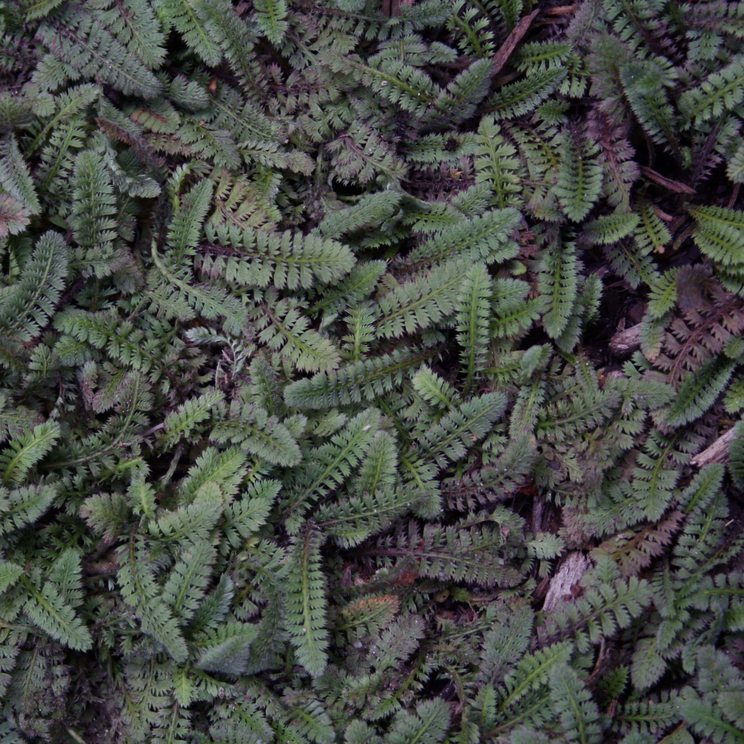 Leptinella 'Platt's Black' Brass Buttons 3 Leptinella 'Platt's Black' Brass Buttons