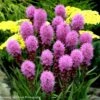 Liatris Spicata 'Original Kobold' Gayfeather 1 Liatris Spicata 'Original Kobold' Gayfeather -Rare Roots Liatris spicata Original Kobold Gayfeather